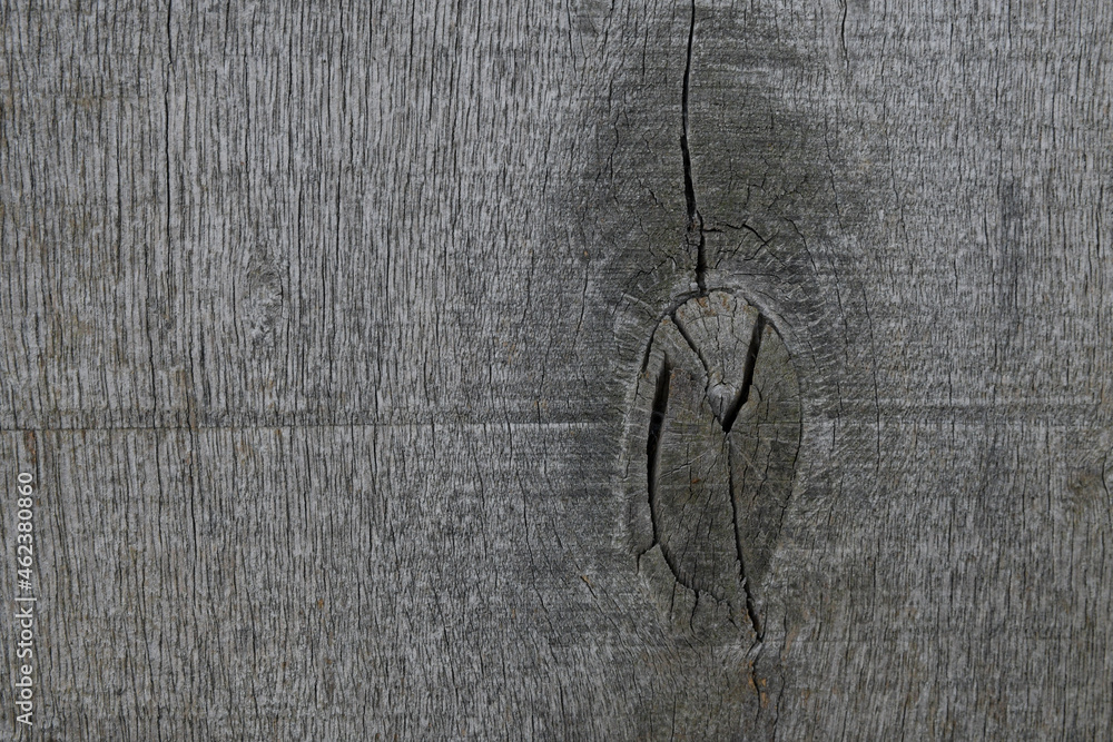 Fototapeta premium Slice natural wood background, texture. Gray tint. Close-up