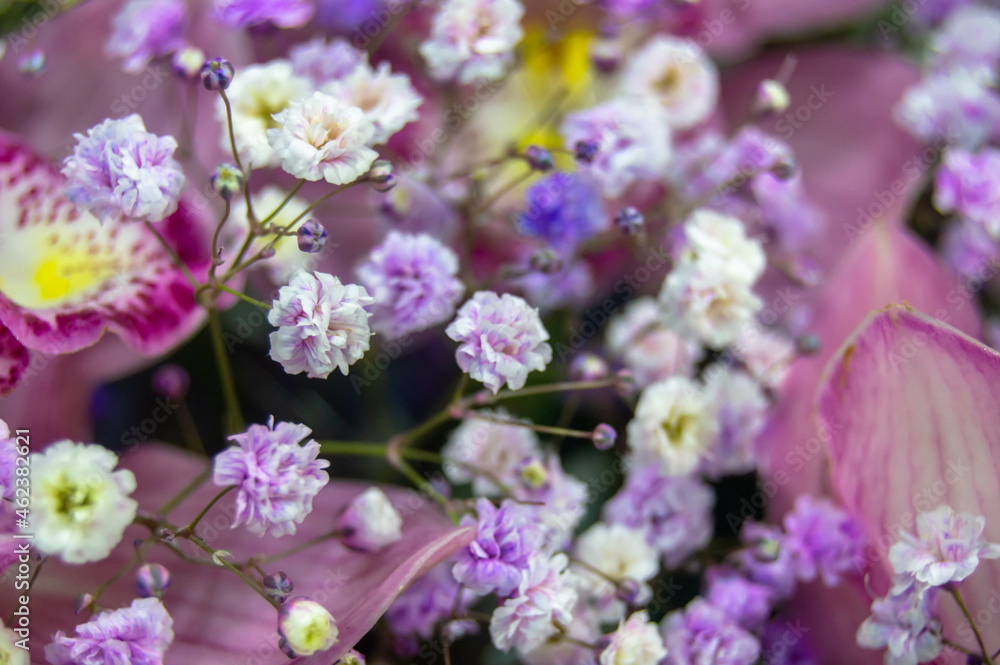 Close-up of very small pink and white flowers Close-up of very small pink and white flowers