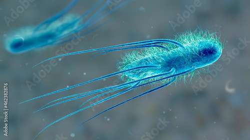 Escherichia coli bacteria, 3D illustration photo