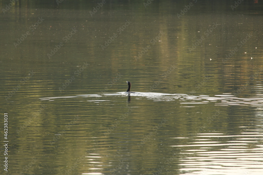 Montivilliers , France , randonné , GR21 , cormoran