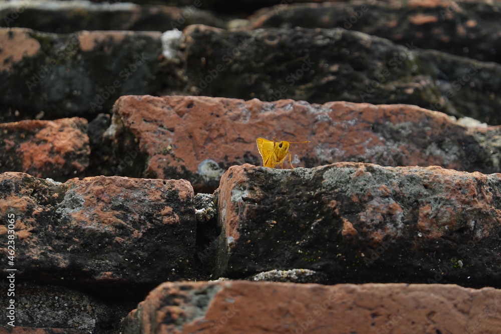 Wall paper form Brick Ayutthaya Wall paper form Brick Ayutthaya