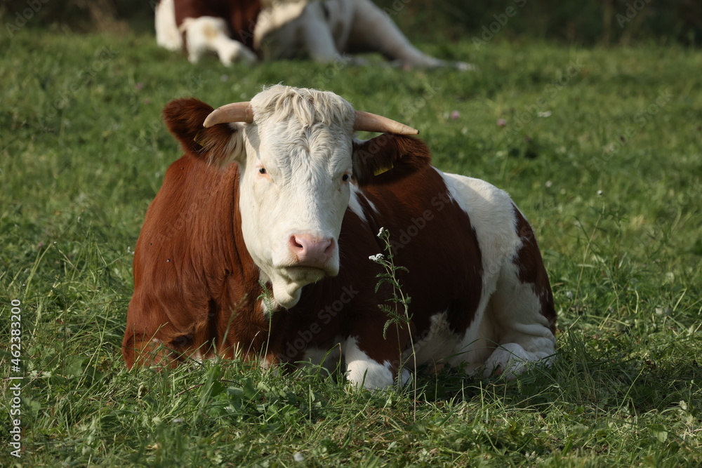 Red spotted cow lies on a green meadow