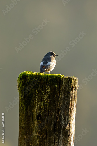 A black redstart sitting on a wooden fence post in the morning hours and looking for food. photo