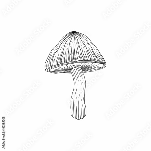 mushroom illustration hand drawn isolated design