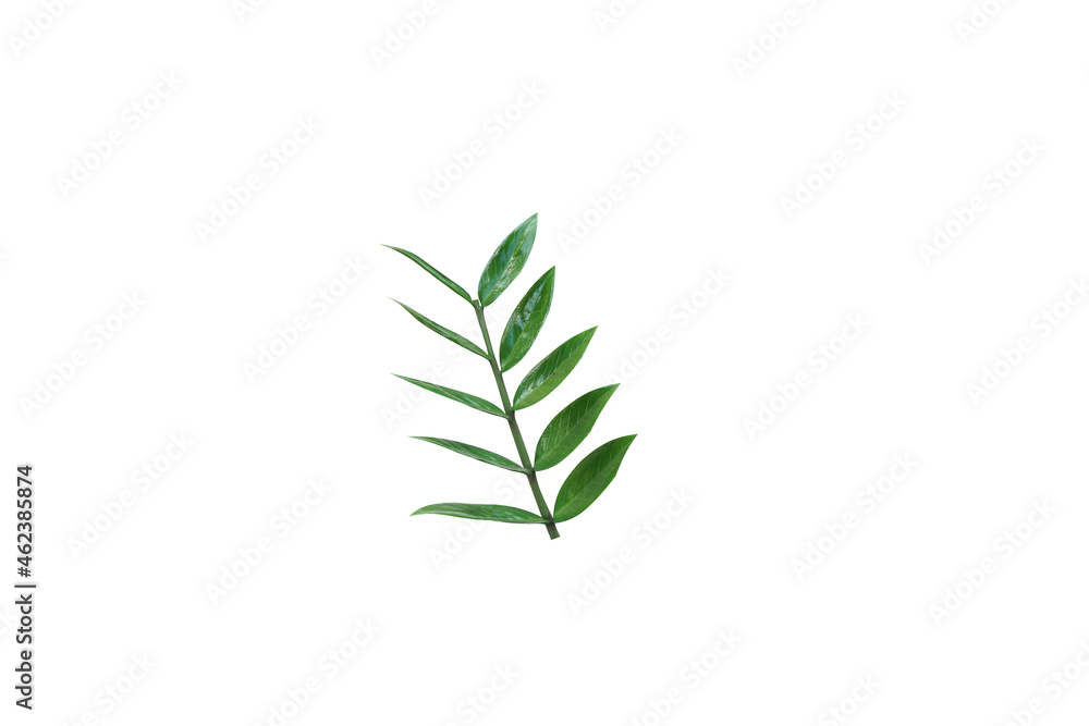 Fototapeta premium Ornamental plants isolated on white background for illustration