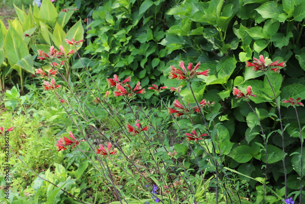 初夏の公園に咲くアルストロメリア・プルケラの赤い花