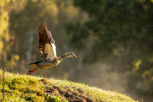 A nil goose or also called egyptian goose starting from a little hill at a sunny but cold day in autumn with a foggy background.