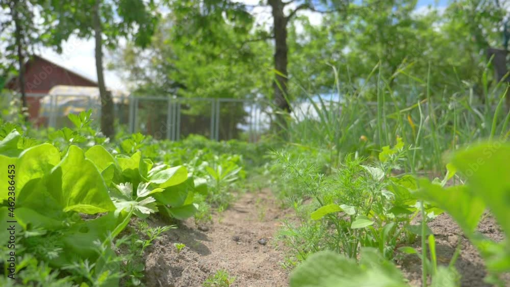 Green patches in the garden in slow motion 180fps Green patches in the garden in slow motion 180fps