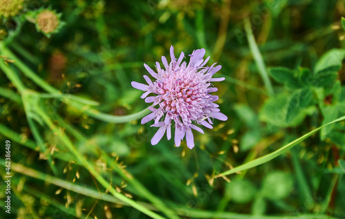 Knautia arvensis