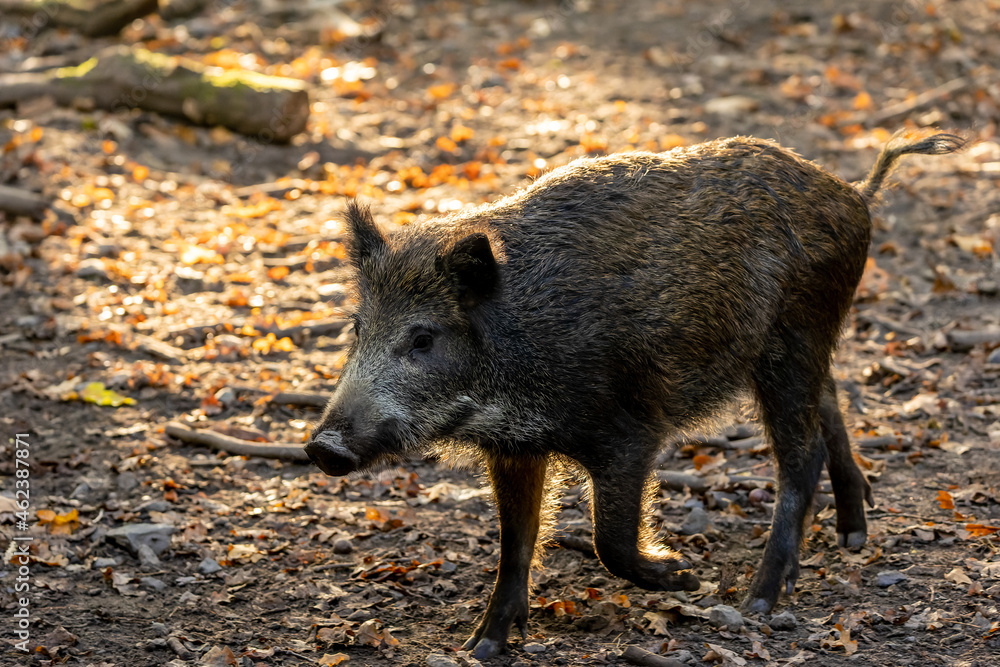 A wild boar walking through a forest in Hesse, Germany at a sunny day in autumn. A wild boar walking through a forest in Hesse, Germany at a sunny day in autumn.