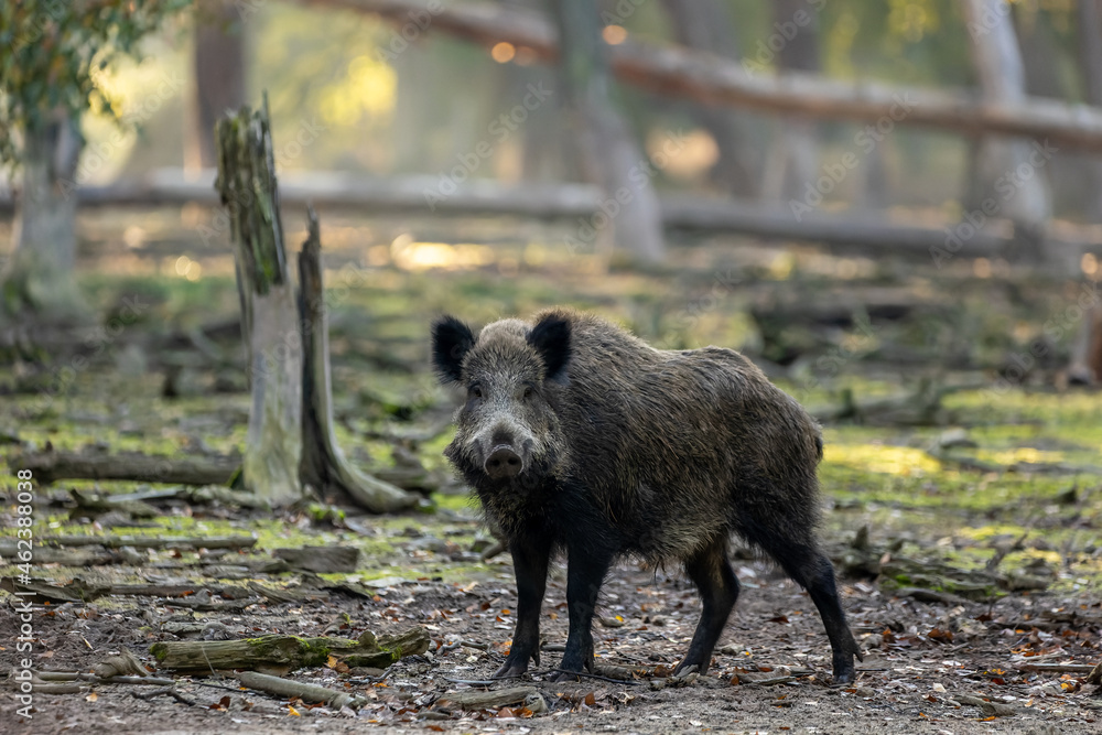 A wild boar walking through a forest in Hesse, Germany at a sunny day in autumn. A wild boar walking through a forest in Hesse, Germany at a sunny day in autumn.