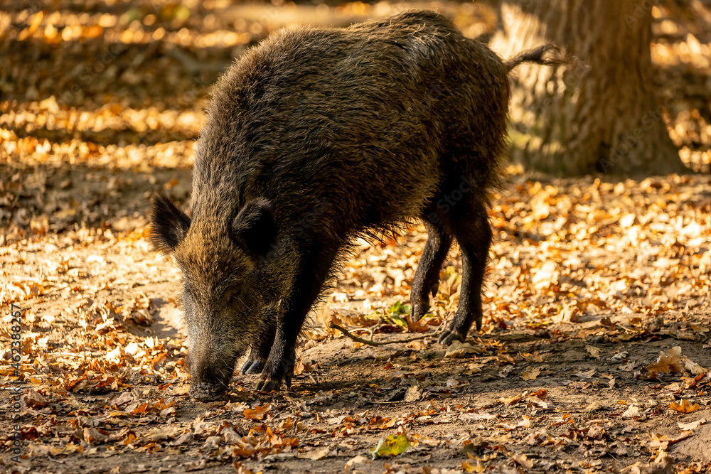 A wild boar walking through a forest in Hesse, Germany at a sunny day in autumn. A wild boar walking through a forest in Hesse, Germany at a sunny day in autumn.