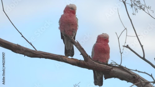 a close shot of a pair of galahs perched in a tree at redbank waterhole near alice springs in the northern territory, australia photo