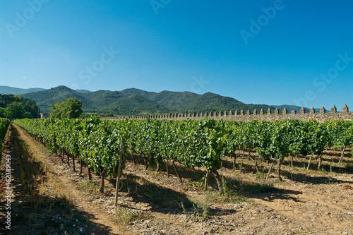 Paisaje de viñedos en el entorno de El   Poblet, en la Conca de Barberá, que es una Denominación de Origen situada en el norte de la provincia de Tarragona, Catalunya. photo