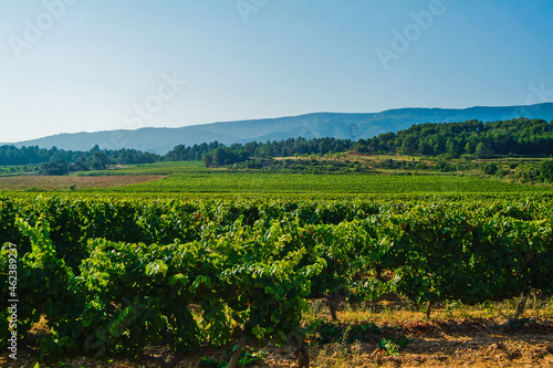 Paisaje de viñedos en el entorno de El Poblet, en la Conca de Barberá, que es una Denominación de Origen situada en el norte de la provincia de Tarragona, Catalunya.