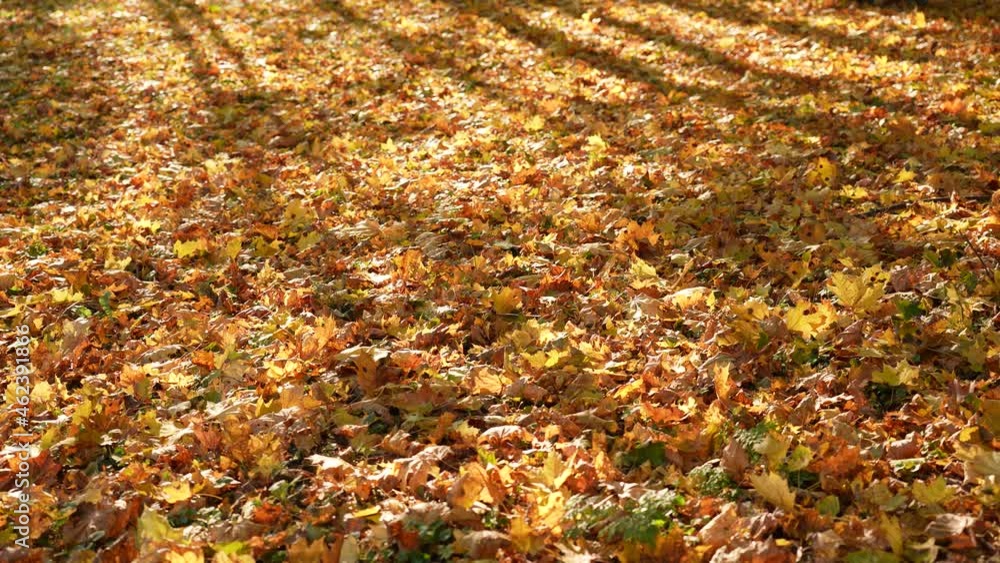 Beautiful orange autumn leaves falling down on ground slowly. Land covered thickly with dry leaves. Silhouettes of many trees growing in sunny warm scenic park or forest with magic sun shadows Beautiful orange autumn leaves falling down on ground slowly. Land covered thickly with dry leaves. Silhouettes of many trees growing in sunny warm scenic park or forest with magic sun shadows