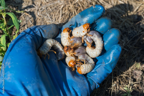 Billede på lærred Larvae of European chafer in the left hand