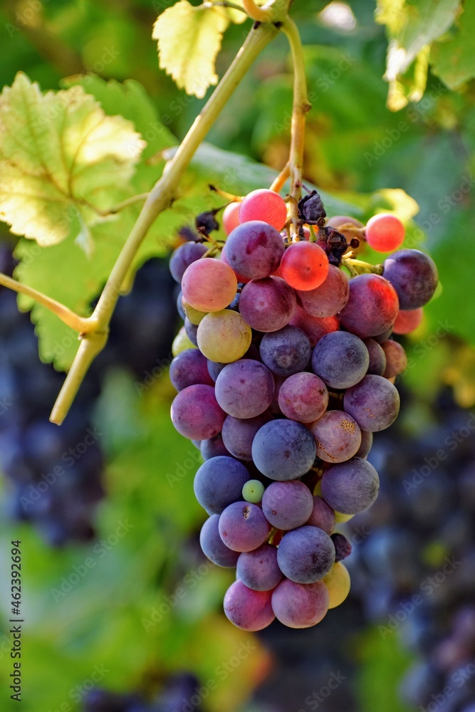 Grappolo d'uva rossa matura, pronta per la vendemmia nelle vigne del Trentino