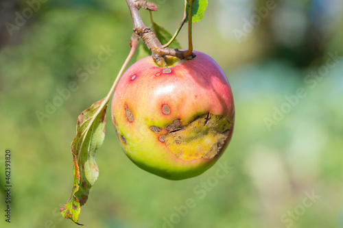 Photos Apple scab is a common disease of plants in the rose family that is caused by th