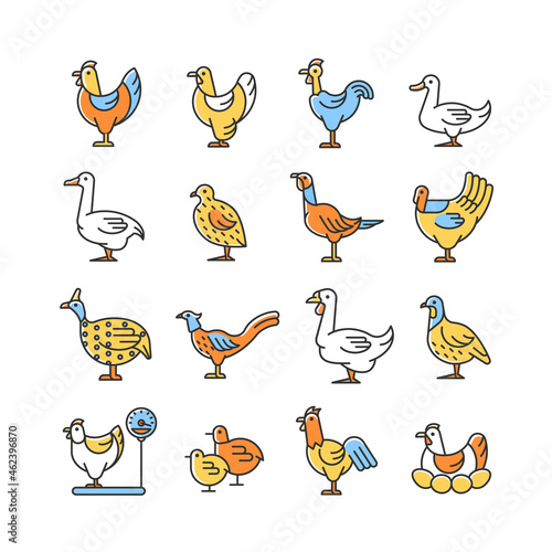 Farm birds for poultry RGB color icons set. Domestic birds. Ducks and geese husbandry. Commercial fowl farming for meat and eggs. Isolated vector illustrations. Simple filled line drawings collection