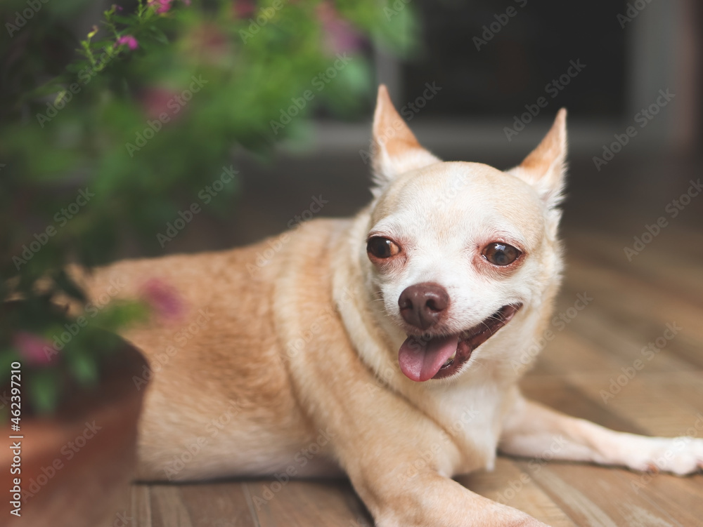 fat brown short hair Chihuahua dog lying down on the floor with Cuphea hyssopifolia Kunth flower foreground.