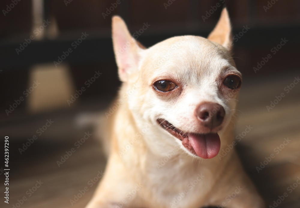 brown short hair Chihuahua dog, lying down, smiling with tongue out and looking happily at camera.