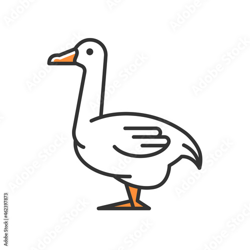 Goose RGB color icon. Domestic bird breed for meat. Poultry farming. Commercial geese growing. Waterfowl. Canadian and white goose. Isolated vector illustration. Simple filled line drawing