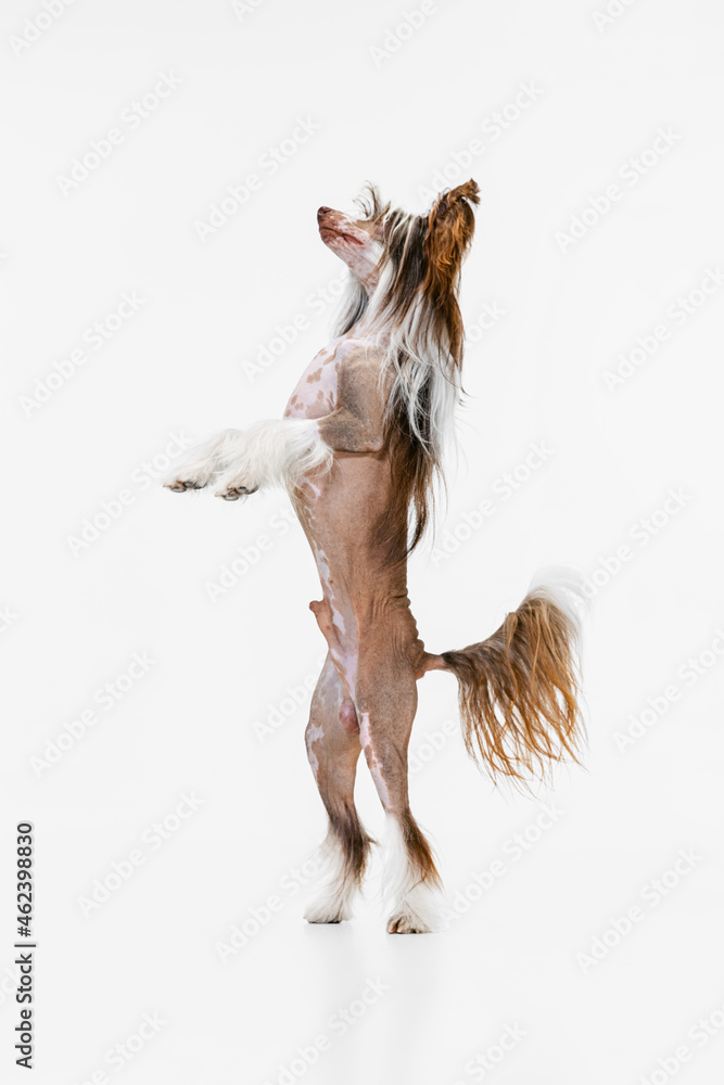One beautiful pedigree dog, Chinese Crested Dog stands on its hind legs isolated over white studio background. One beautiful pedigree dog, Chinese Crested Dog stands on its hind legs isolated over white studio background.