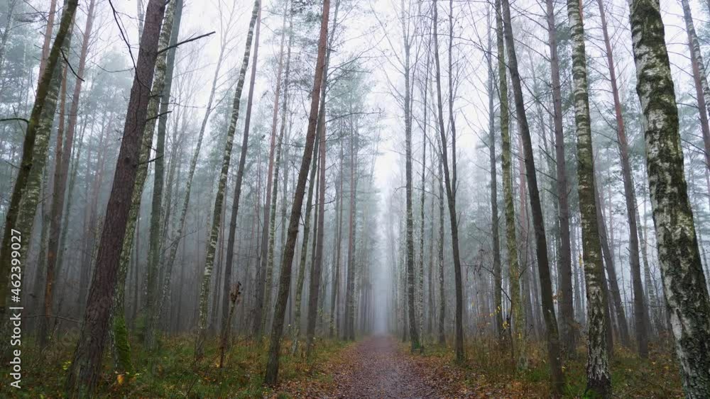POV walk along the foggy footpath in the autumn forest on a cloudy day, an alley with bare trees in the fog. POV walk along the foggy footpath in the autumn forest on a cloudy day, an alley with bare trees in the fog.