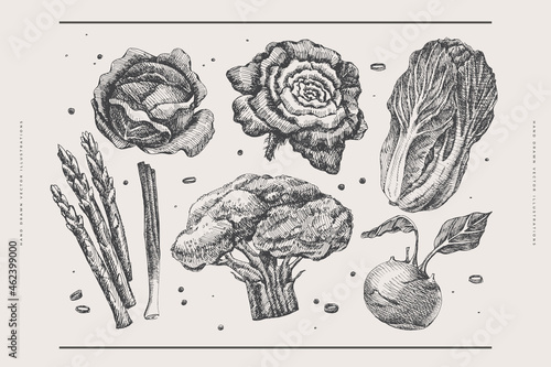 Set of hand-drawn several types of cabbage. White, broccoli, kohlrabi. Organic food concept. Can be used for your design. Vintage botanical illustration on light background isolated.