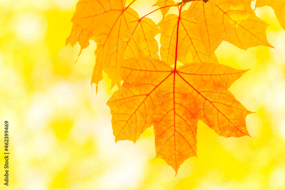 orange maple leaf on tree at fall