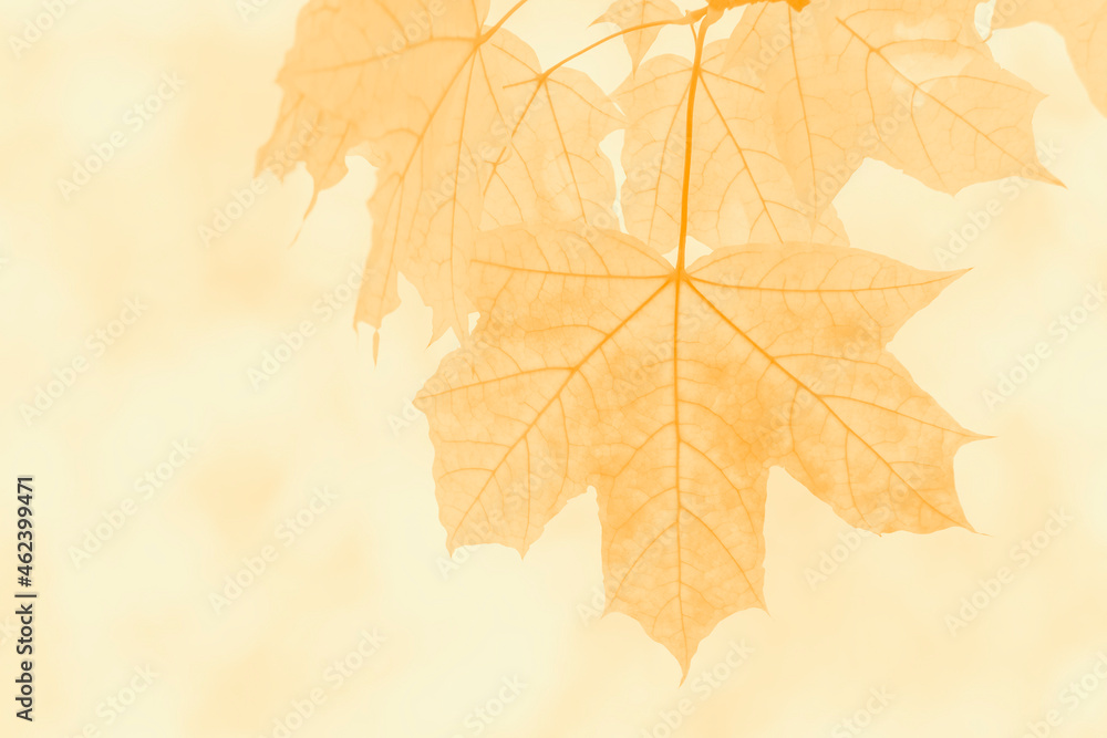 close up of orange maple tree foliage close up of orange maple tree foliage