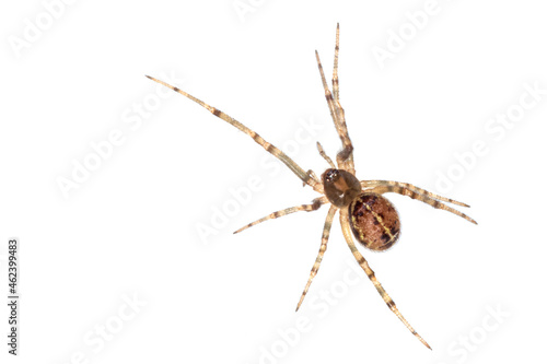 close up of brown spider isolated on white