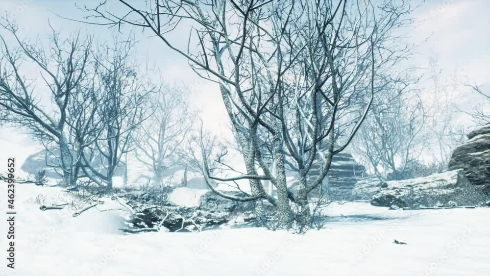 winter deciduous forest on a foggy morning winter deciduous forest on a foggy morning