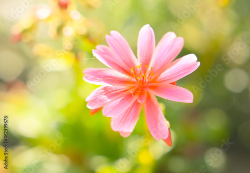 Fototapeta Naklejka Na Ścianę i Meble -  Closeup bright pink rose hip flower, forest blured background with sunbeam