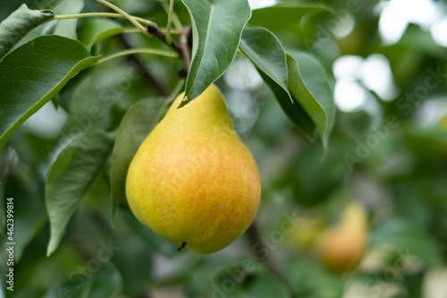 Ripe Pear hanging on a tree branch. 