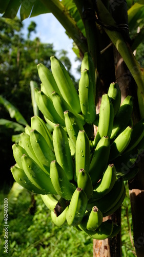 banana tree in the garden bunch of bananas on tree food raw banana It is a kind of herbaceous plant. 