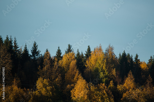 yellow trees in autumn. autumn foliage.