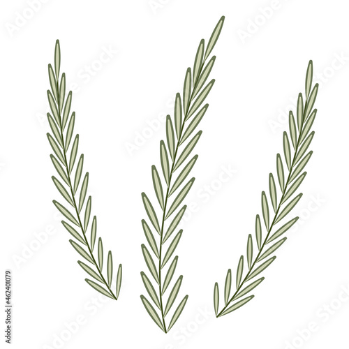 vector illustration of rosemary sprigs isolated on white