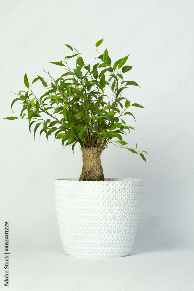 Decorative plant tree in white pot isolated on  white background - obrazy, fototapety, plakaty 