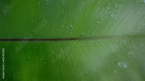 Fotografie water drops on a leaf white green background Governor fern garden interior
