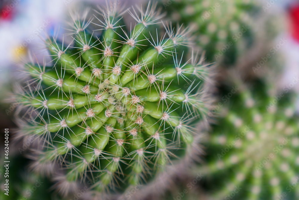 Close up cactus thorns blur background. Close up cactus thorns blur background.
