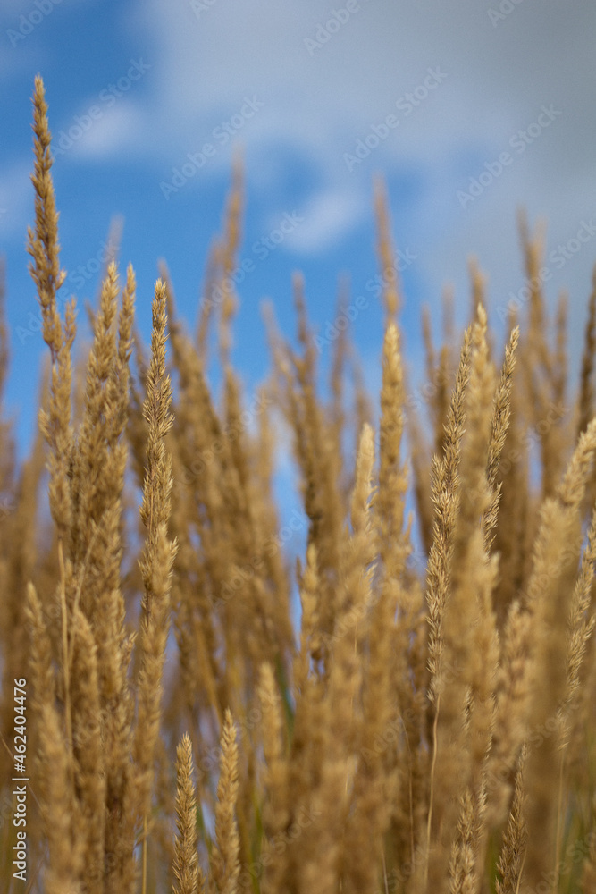 golden wheat field in summer golden wheat field in summer