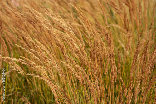 close up of wheat field © K8