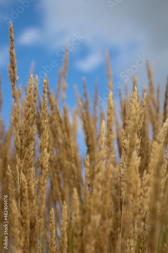 Wallpaper Mural golden wheat field in summer Torontodigital.ca