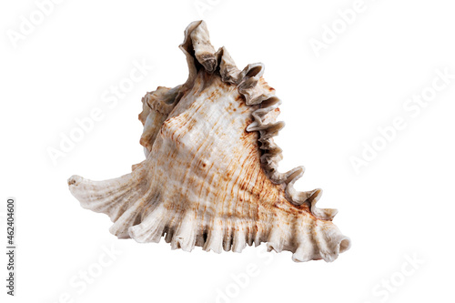 Old natural seashell. Big beautiful shell. Isolate on a white background. Close-up. Selective focus.
