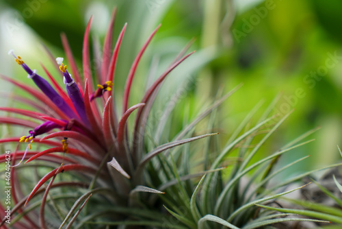 Closeup Tillandsia ionantha flowers blur background. photo