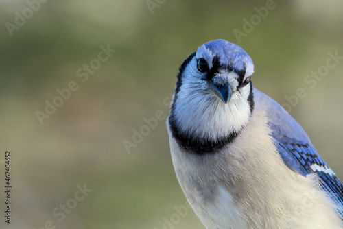 Blue Jay, Cyanocitta cristata, closeup portrait. Bokeh of trees in background. Making direct eye contact