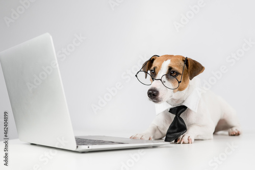 Jack russell terrier dog in glasses and tie works on laptop on white background. © Михаил Решетников
