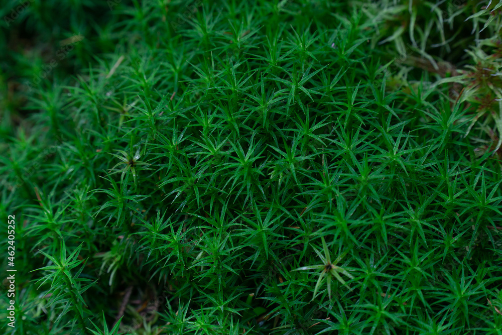 green moss growing in the forest. background